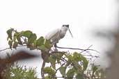 White Bellbird, Carajás, Pará, Brazil, October 2005 - click for larger image