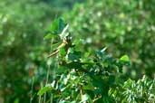 Ashy-headed Greenlet, Brazil, Sept 2000 - click for larger image