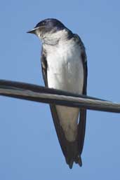 Gray-breasted Martin, Aguas de São Pedro, São Paulo, Brazil, August 2004 - click for larger image