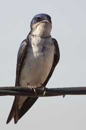 Gray-breasted Martin, Aguas de São Pedro, São Paulo, Brazil, August 2004 - click for larger image