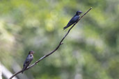 Gray-breasted Martin, Sani Lodge, Sucumbios, Ecuador, November 2019 - click for larger image