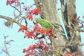 Blue-winged Macaw, Minas Gerais, Brazil, July 2002 - click for larger image