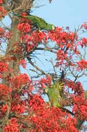 Blue-winged Macaw, Minas Gerais, Brazil, July 2002 - click for larger image