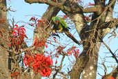 Blue-winged Macaw, Minas Gerais, Brazil, July 2002 - click for larger image