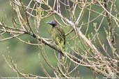 Female Bare-throated Bellbird, Teresópolis, Rio de Janeiro, Brazil, November 2008 - click for larger image