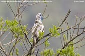 Immature male Bare-throated Bellbird, Teresópolis, Rio de Janeiro, Brazil, November 2008 - click for larger image