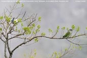 Immature male Bare-throated Bellbird chasing off a Scaly-headed Parrot, Teresópolis, Rio de Janeiro, Brazil, November 2008 - click for larger image