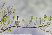 Immature male Bare-throated Bellbird, Teresópolis, Rio de Janeiro, Brazil, November 2008 - click for larger image