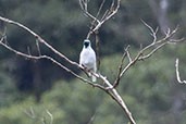 Bare-throated Bellbird, Ubatuba, Sao Paulo, Brazil, October 2022, Brazil, November 2008 - click for larger image