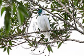 Bare-throated Bellbird, Intervales, Sao Paulo, Brazil, October 2022, Brazil, November 2008 - click for larger image