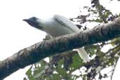 Male Bare-throated Bellbird, Intervales, São Paulo, Brazil, April 2004 - click for larger image