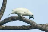 Male Bare-throated Bellbird, Ubatuba, São Paulo, Brazil, April 2004 - click for larger image