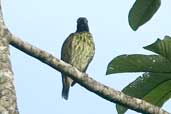 Female Bare-throated Bellbird, Ubatuba, São Paulo, Brazil, April 2004 - click for larger image