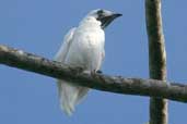 Male Bare-throated Bellbird, Ubatuba, São Paulo, Brazil, April 2004 - click for larger image