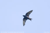 Male Purple Martin, Fazenda Michelin, Bahia, Brazil, November 2008 - click for larger image