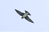 Female Purple Martin, Fazenda Michelin, Bahia, Brazil, November 2008 - click for larger image