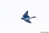 Female Purple Martin, Roatan, Honduras, March 2015 - click for larger image