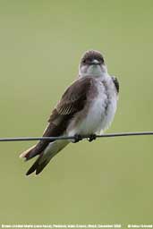 Brown-chested Martin, Pantanal, Mato Grosso, Brazil, December 2006 - click for larger image