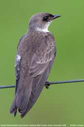 Brown-chested Martin, Pantanal, Mato Grosso, Brazil, December 2006 - click for larger image