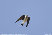 Brown-chested Martin, Mucugê, Bahia, Brazil, October 2008 - click for larger image