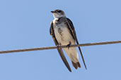 Brown-chested Martin, Lagoa do Peixe, Rio Grande do Sul, Brazil, October 2022 - click for larger image