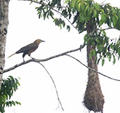 Russet-backed Oropendola, Wildsumaco Lodge, Napo, Ecuador, November 2019 - click for larger image