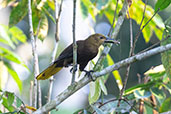 Russet-backed Oropendola, Sani Lodge, Sucumbios, Ecuador, November 2019 - click for larger image