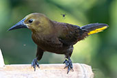 Russet-backed Oropendola, Sani Lodge, Sucumbios, Ecuador, November 2019 - click for larger image