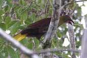 Olive Oropendola, Thaimaçu, Pará, Brazil, April 2003 - click for larger image