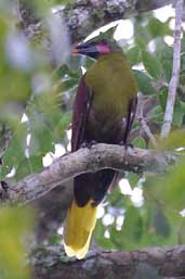 Olive Oropendola, Thaimaçu, Pará, Brazil, April 2003 - click for larger image