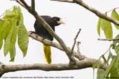 Crested Oropendola, Alta Floresta, Mato Grosso, Brazil, December 2006 - click for larger image