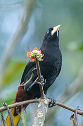 Crested Oropendola, Santa Marta Mountains, Magdalena, Colombia, April 2012 - click for larger image