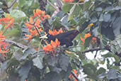 Crested Oropendola, Waqanki Lodge, San Martin, Peru, October 2018 - click for larger image