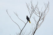 Crested Oropendola, Palmar&iacute;, Amazonas, Brazil, September 2003 - click for larger image