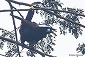 Montezuma Oropendola, Tikal, Guatemala, March 2015 - click for larger image