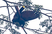 Montezuma Oropendola, Tikal, Guatemala, March 2015 - click for larger image