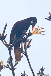 Montezuma Oropendola, Tikal, Guatemala, March 2015 - click for larger image