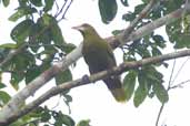 Green Oropendola, Borba, Amazonas, Brazil, August 2004 - click for larger image