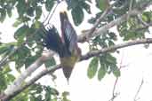 Green Oropendola, Borba, Amazonas, Brazil, August 2004 - click for larger image