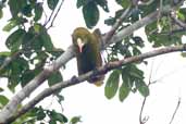 Green Oropendola, Borba, Amazonas, Brazil, August 2004 - click for larger image