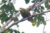 Green Oropendola, Borba, Amazonas, Brazil, August 2004 - click for larger image