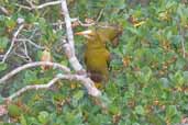 Green Oropendola, Caxiuaña, Pará, Brazil, November 2005 - click for larger image