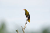 Green Oropendola, Palmarí, Amazonas, Brazil, September 2003 - click for larger image