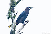 Chestnut-headed Oropendola, Montezuma, Tatamá, Risaralda, Colombia, April 2012 - click for larger image