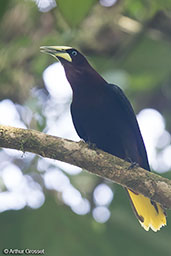 Chestnut-headed Oropendola, Rio Santiago, Honduras, March 2015 - click for larger image