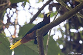 Chestnut-headed Oropendola, Rio Santiago, Honduras, March 2015 - click for larger image