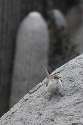 Cactus Canastero, Cerro Campana, La Libertad, Peru, October 2018 - click for larger image