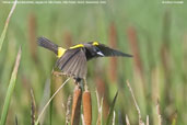 Yellow-rumped Marshbird, Aguas de São Pedro, São Paulo, Brazil, November 2008 - click for larger image