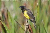 Yellow-rumped Marshbird, Aguas de São Pedro, São Paulo, Brazil, November 2008 - click for larger image