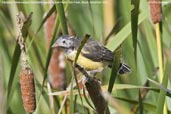 Fledgling Yellow-rumped Marshbird, Aguas de São Pedro, São Paulo, Brazil, November 2008 - click for larger image